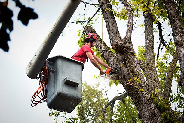 Best Tree Maintenance Programs  in Topanga, CA